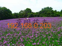 青州市彥明花卉苗木種植專(zhuān)業(yè)合作社 專(zhuān)業(yè)批發(fā)綠化苗木，打造生態(tài)美麗家園