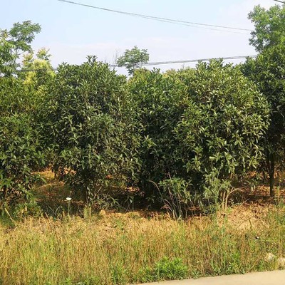 荊門(mén)豫宛桂花樹(shù)基地 專(zhuān)業(yè)苗木供應(yīng)與科學(xué)種植典范